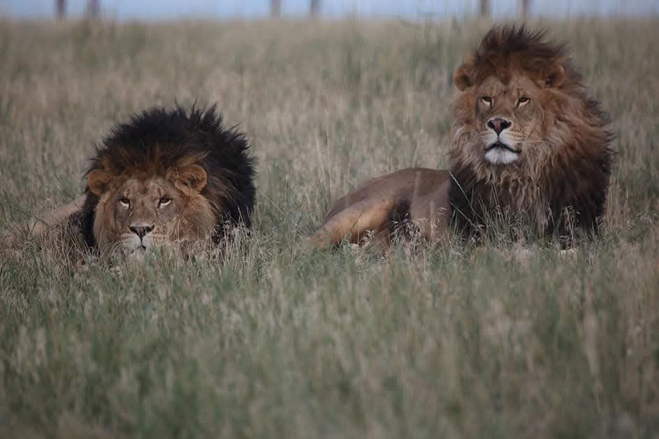 Two rescued lions resting in the prairie grass at The Wild Animal Sanctuary